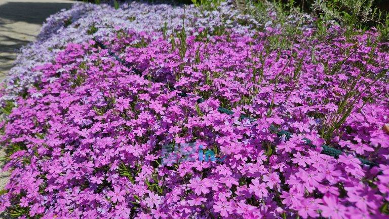 Click to view full screen 아바나 200mg 40정 photo review